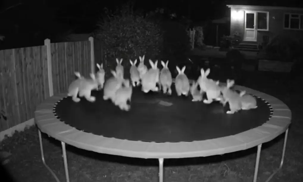 AI generated bunnies trampoline video
