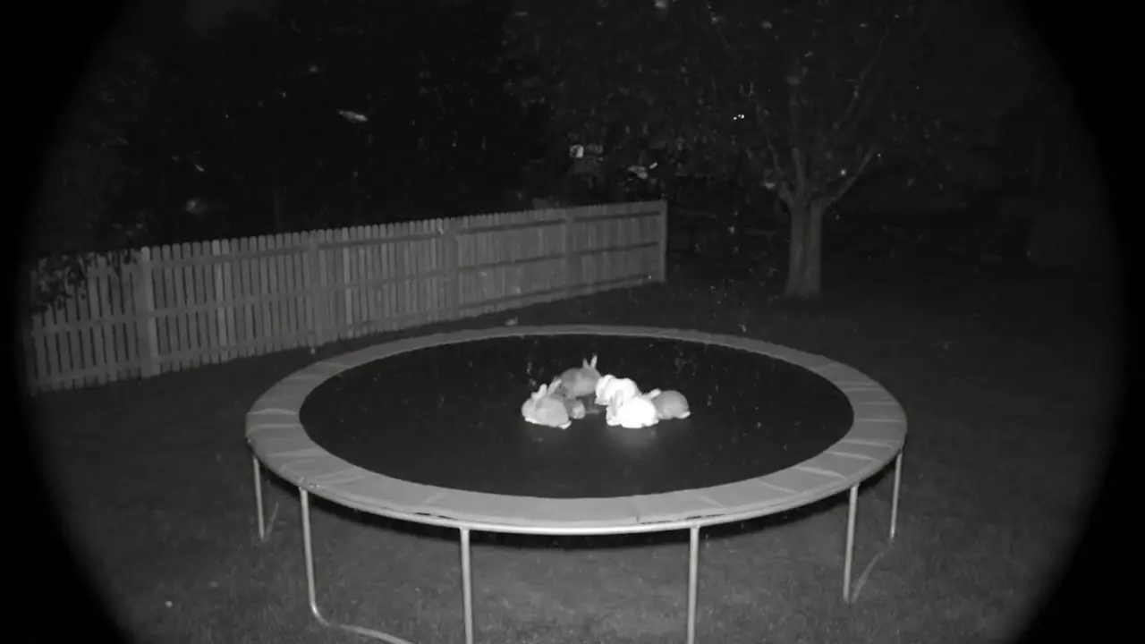 bunnies trampoline